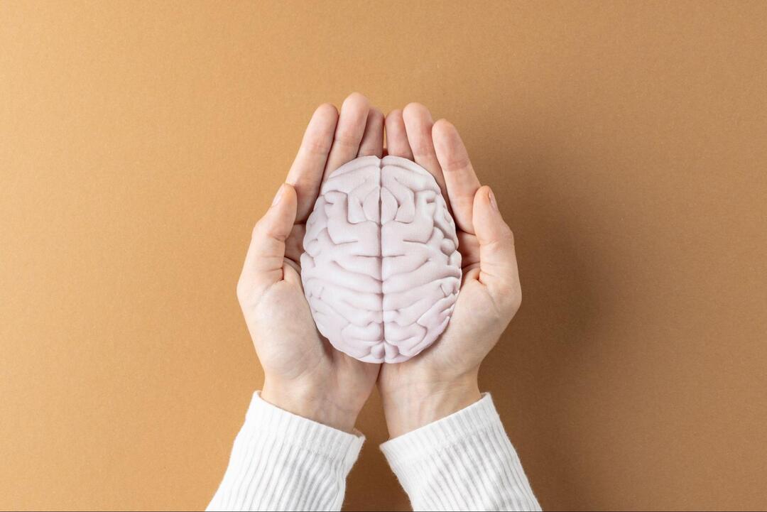 両手のひらに乗せられた、人間の脳の立体模型